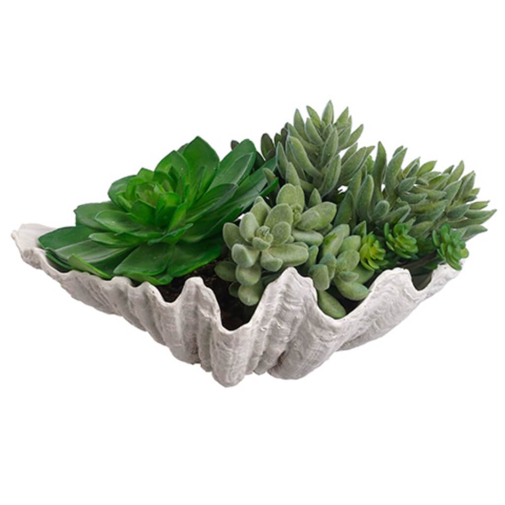 Succulent Garden in Shell 6&quot; Green 