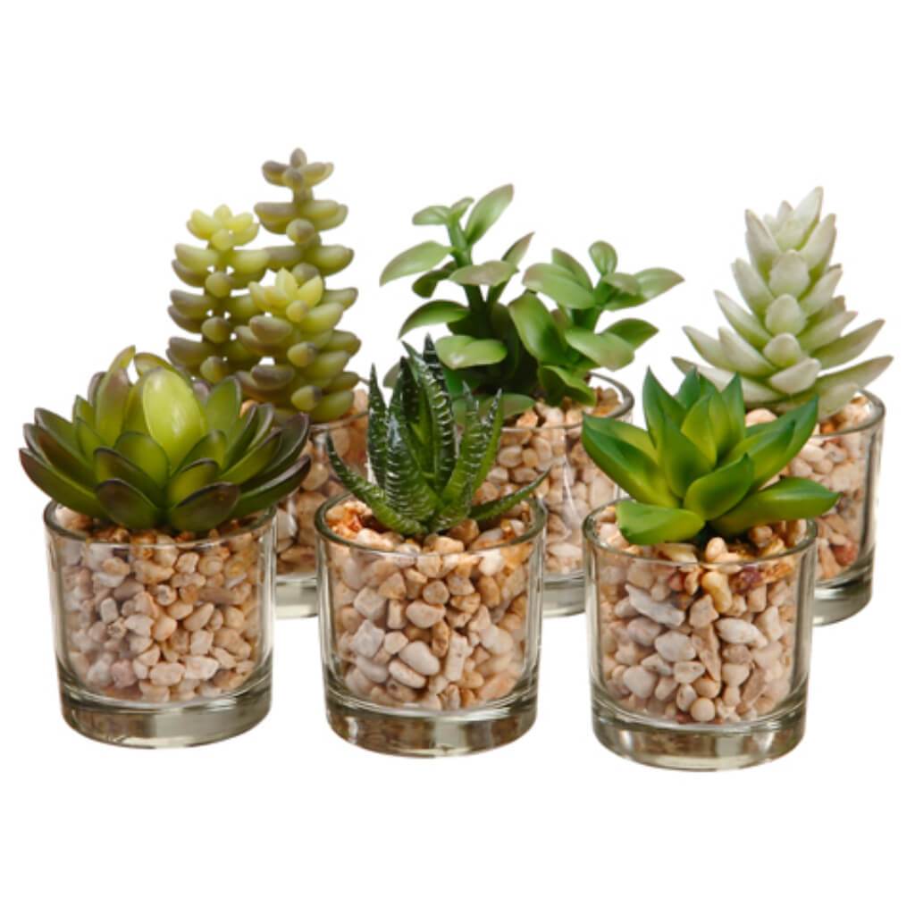 3 - 4"ASST SUCCULENT(P) GRTT 6/SET 