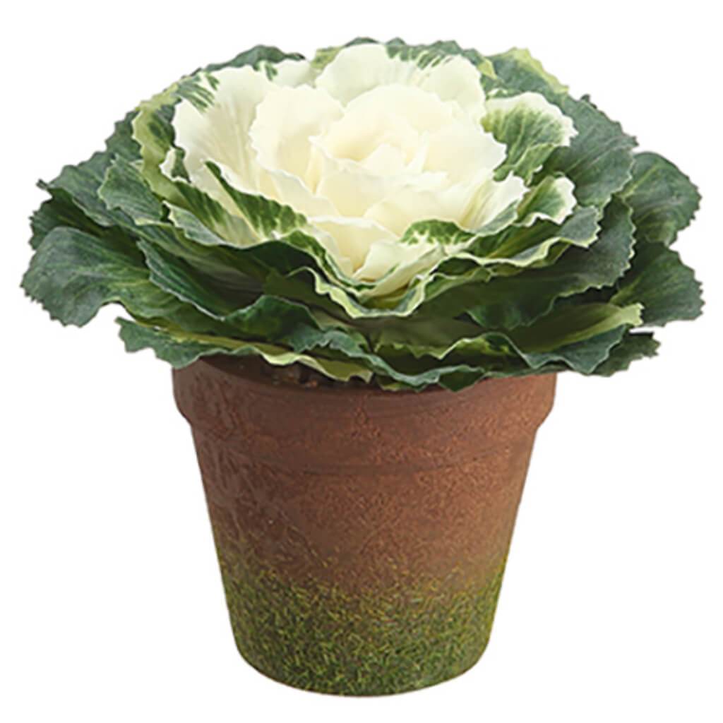 Cabbage in T/C Pot 4in Green White 