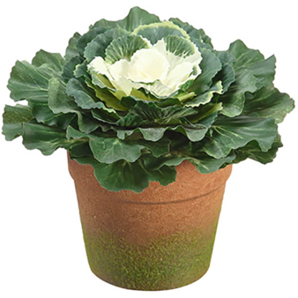 6"CABBAGE IN T/C POT GR/WH 