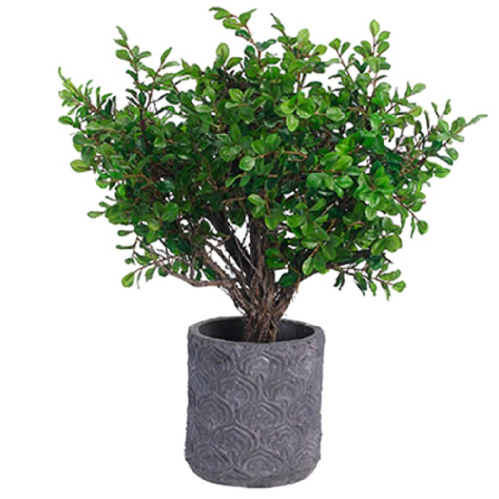 21inH x 15inW x 17inL BUTTON LEAF TREE 