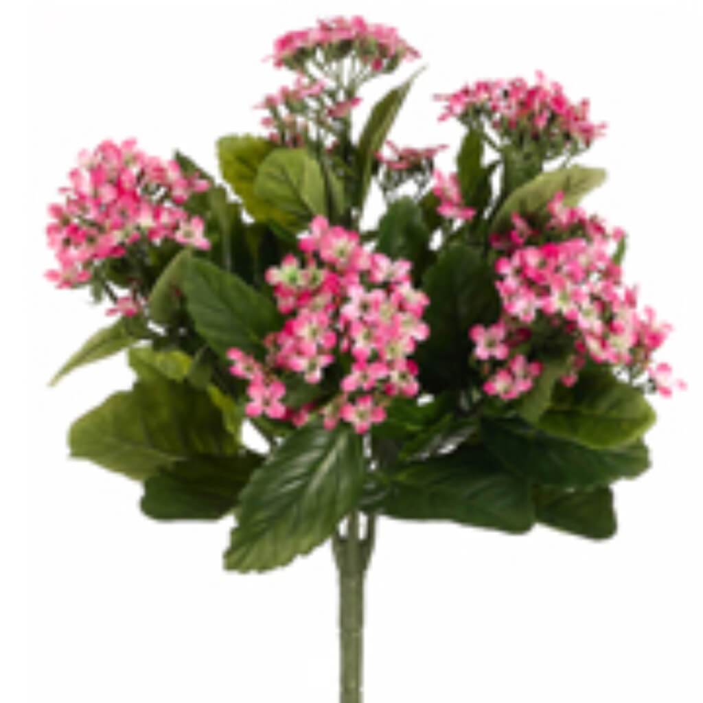 Kalanchoe Bush 13.5in x5 w/150 Flower Two Tone Pink 