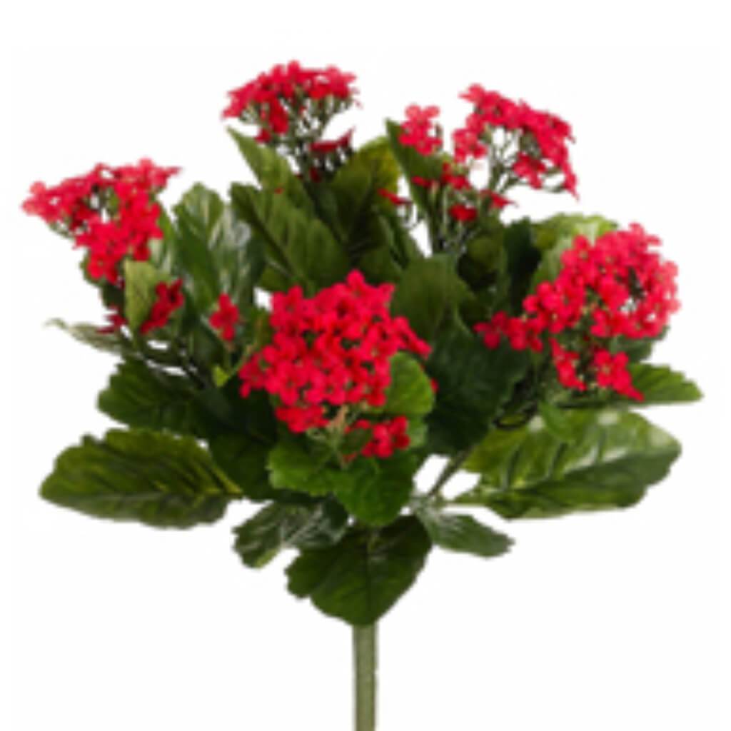 Kalanchoe Bush 13.5&quot; x5 with 150 Flowers Red 