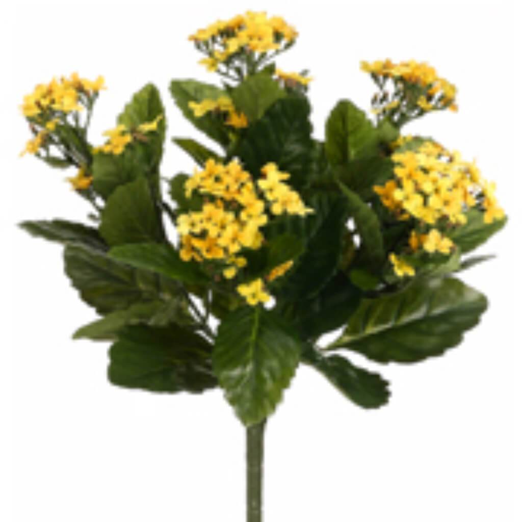 Kalanchoe Bush x5 with 150 Flowers Two Tone Yellow 13.5in 