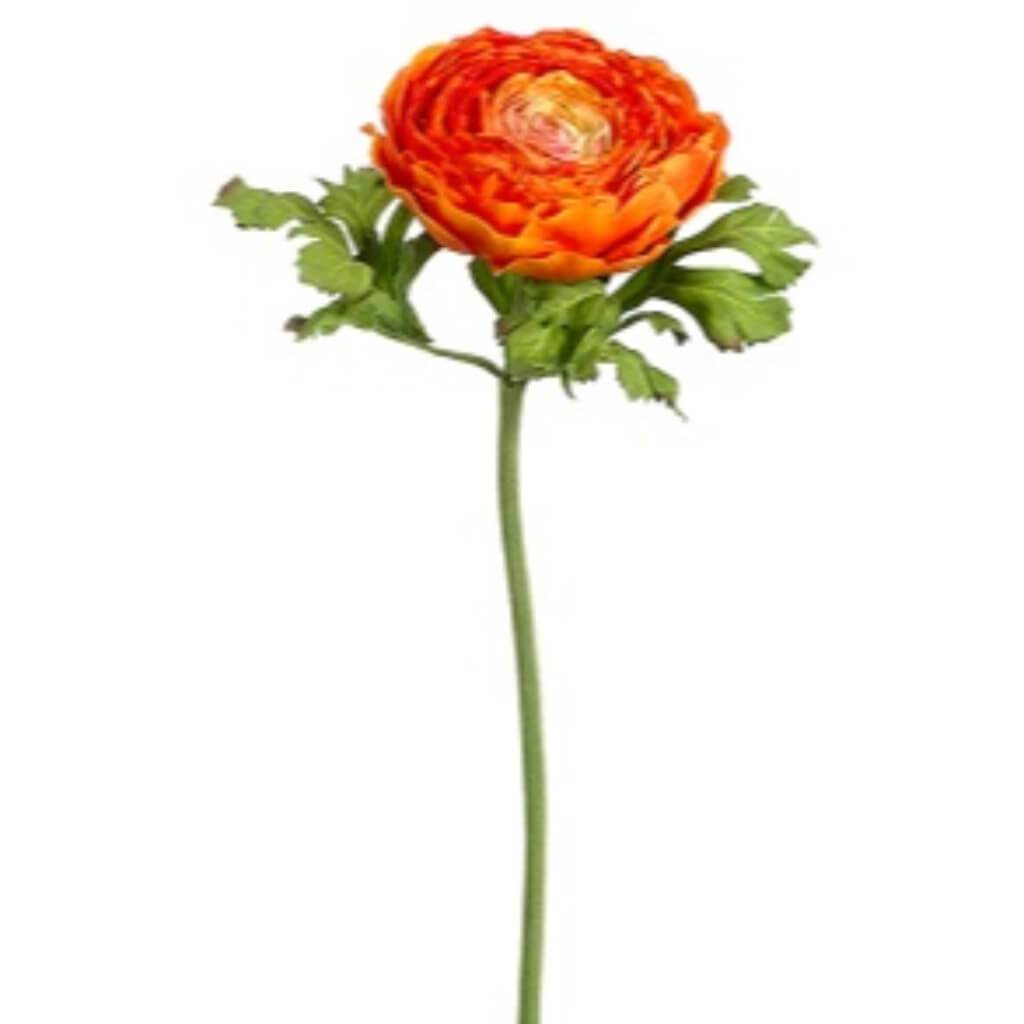 Ranunculus Spray 20in Orange 