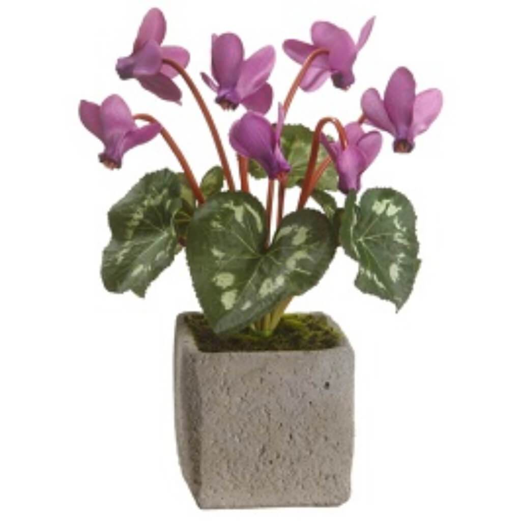 9in CYCLAMEN IN CEMENT POT OC 