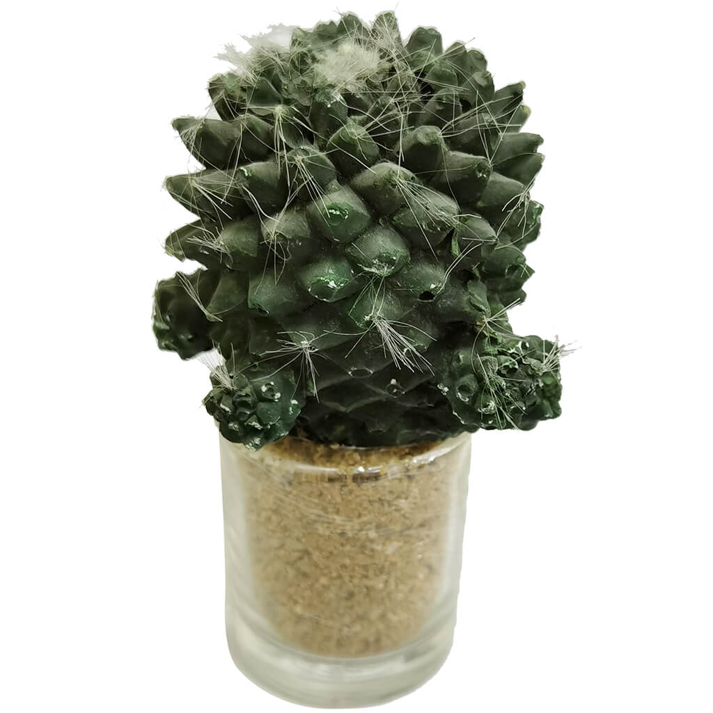 Hedgehog Cactus In Vase Green, 5in