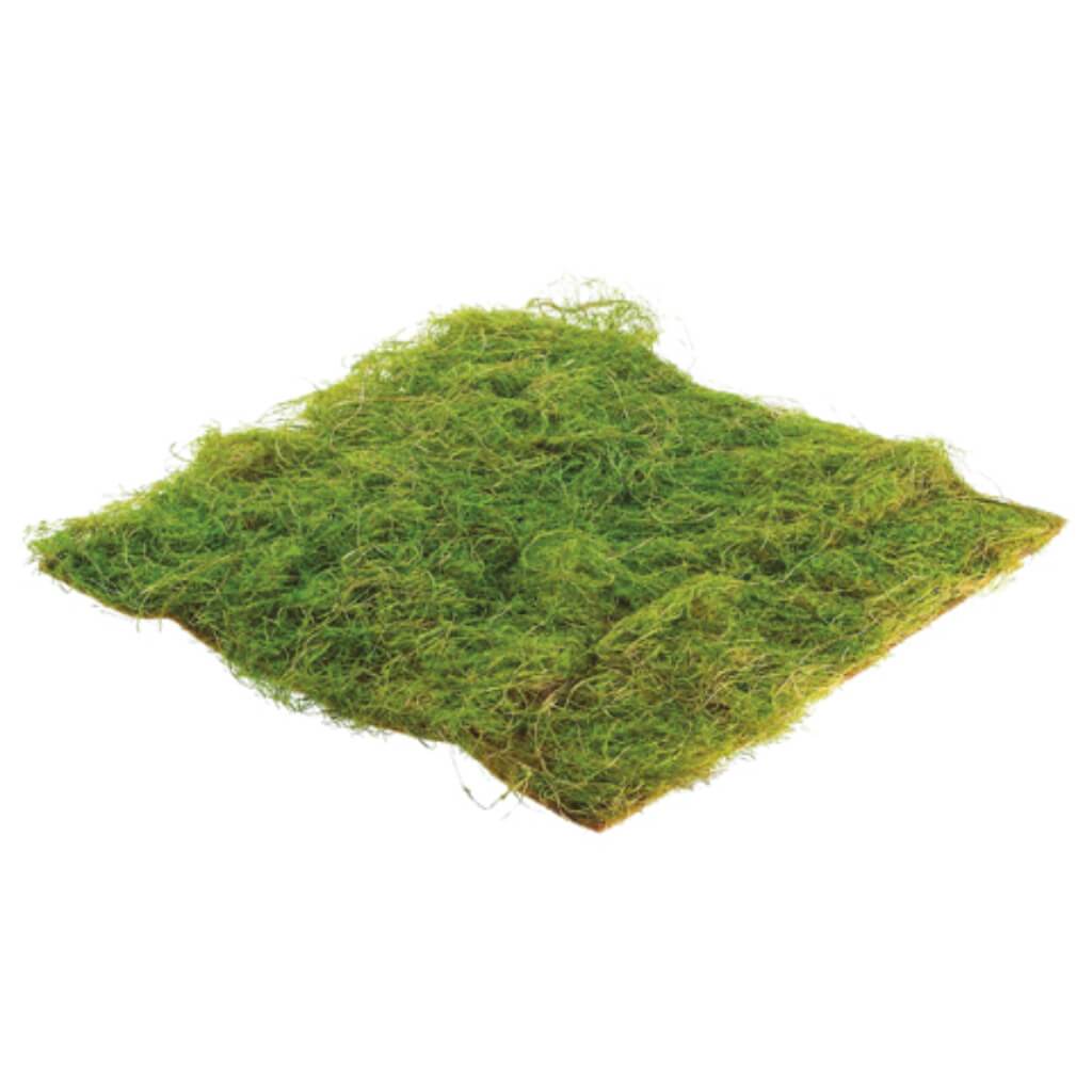 Square Water Sphagnum Moss Sheet 14inW x 14inL Green 