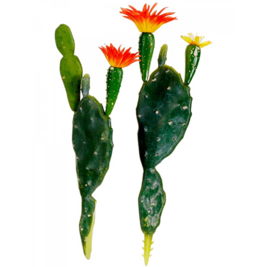 Assorted Prickly Pear Cactus 7.75in- 8.5in Green Orange 