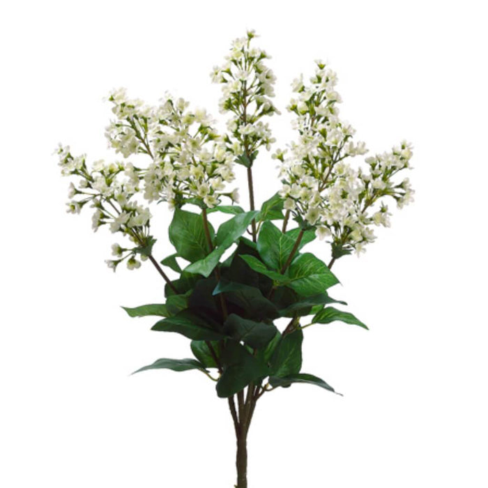Bouvardia Bush 23"x7 Cream 