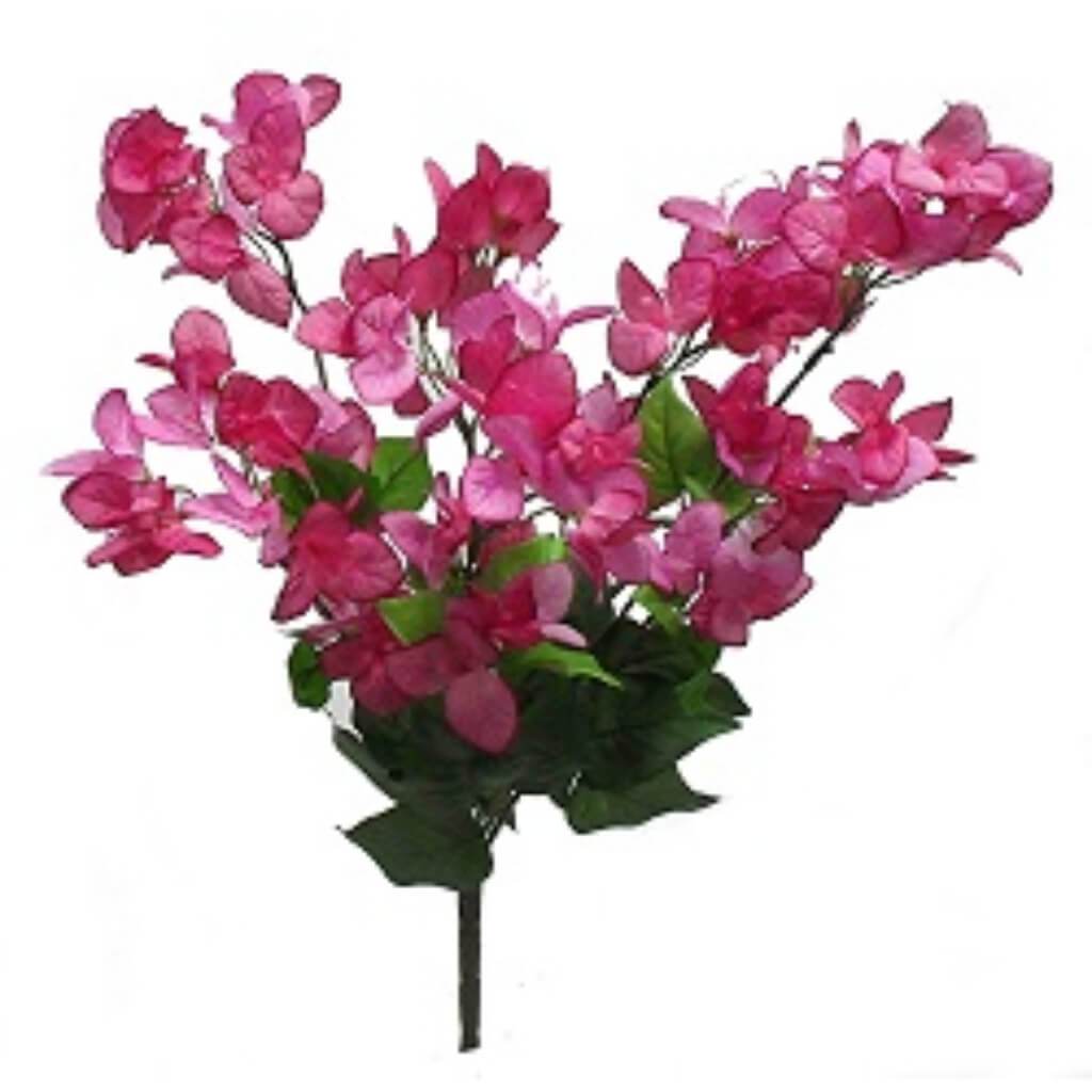 Bougainvillea Bush 24in x7 