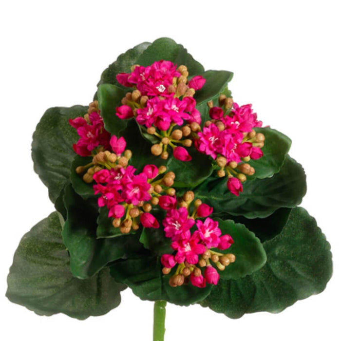 Kalanchoe Bush Beauty 9" 