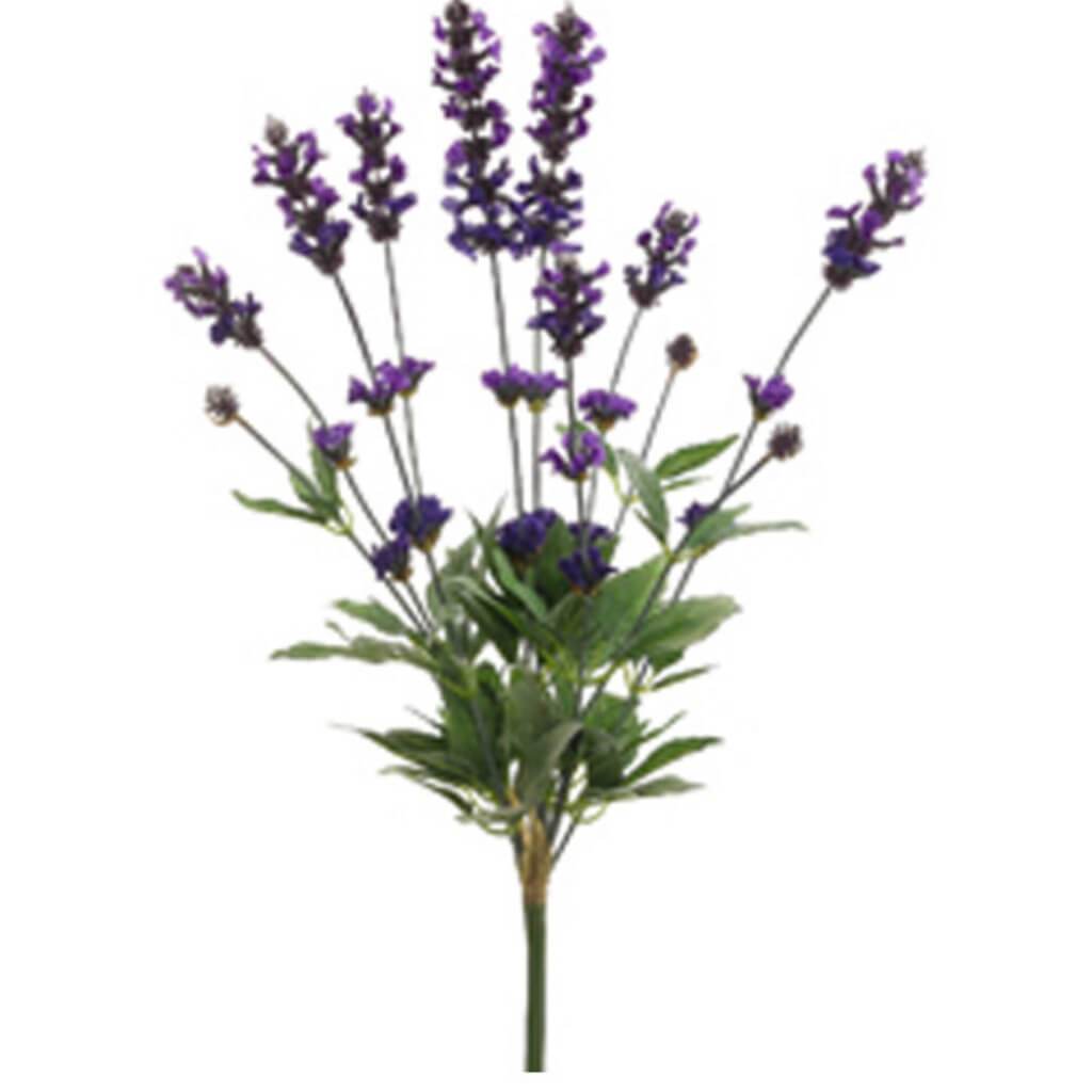 Spanish Lavender Bush 24&quot; Purple 