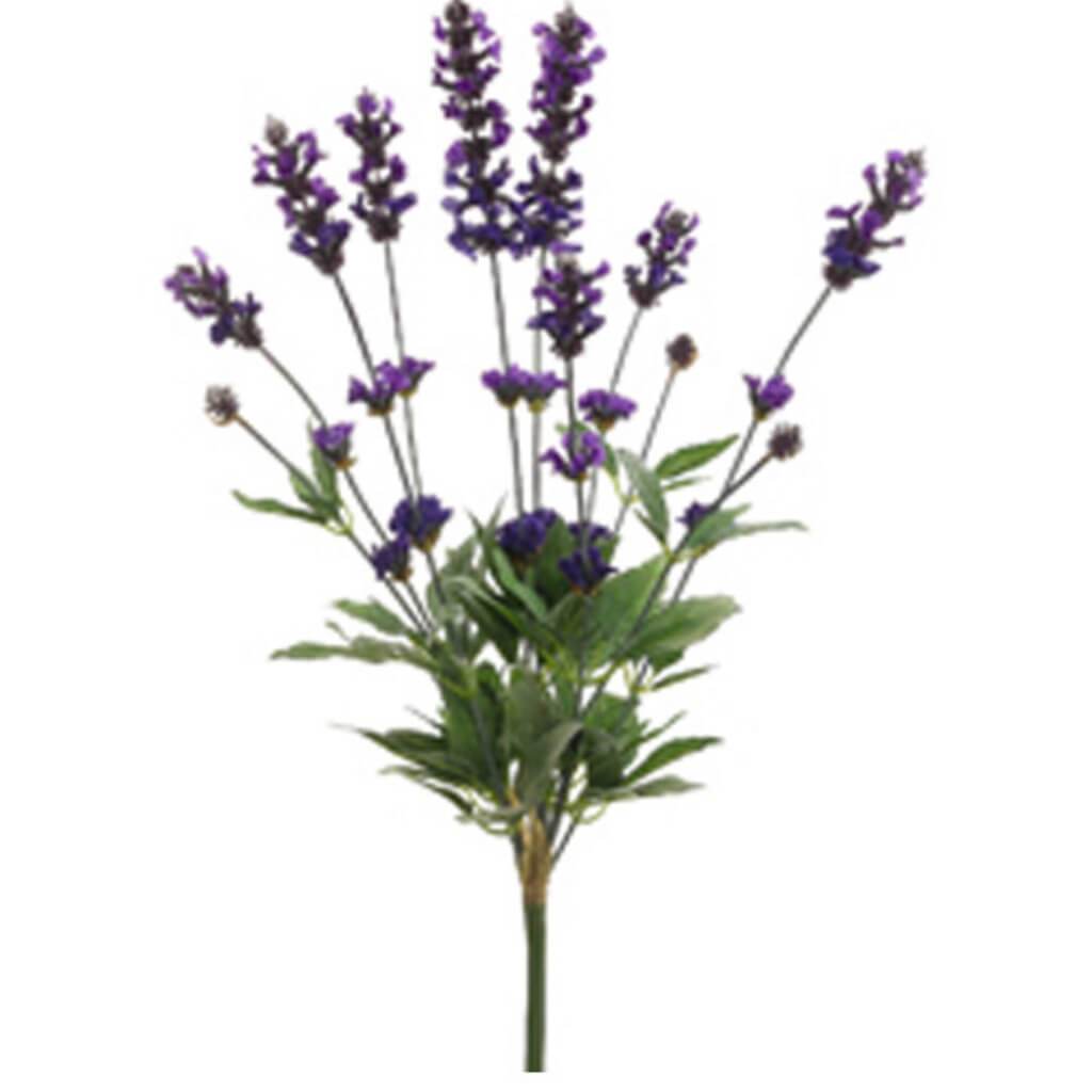 Spanish Lavender Bush 24" Purple 