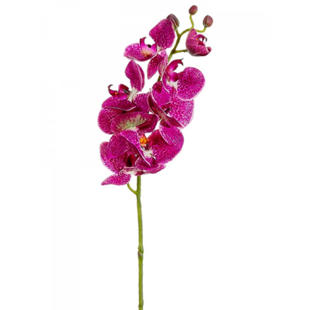 Phalaenopsis Orchid Spray 29" Orchid Cream 