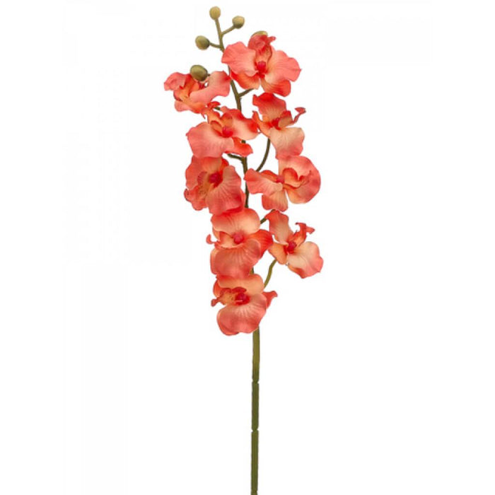 Phalaenopsis Spray 24in Pe/Sa 