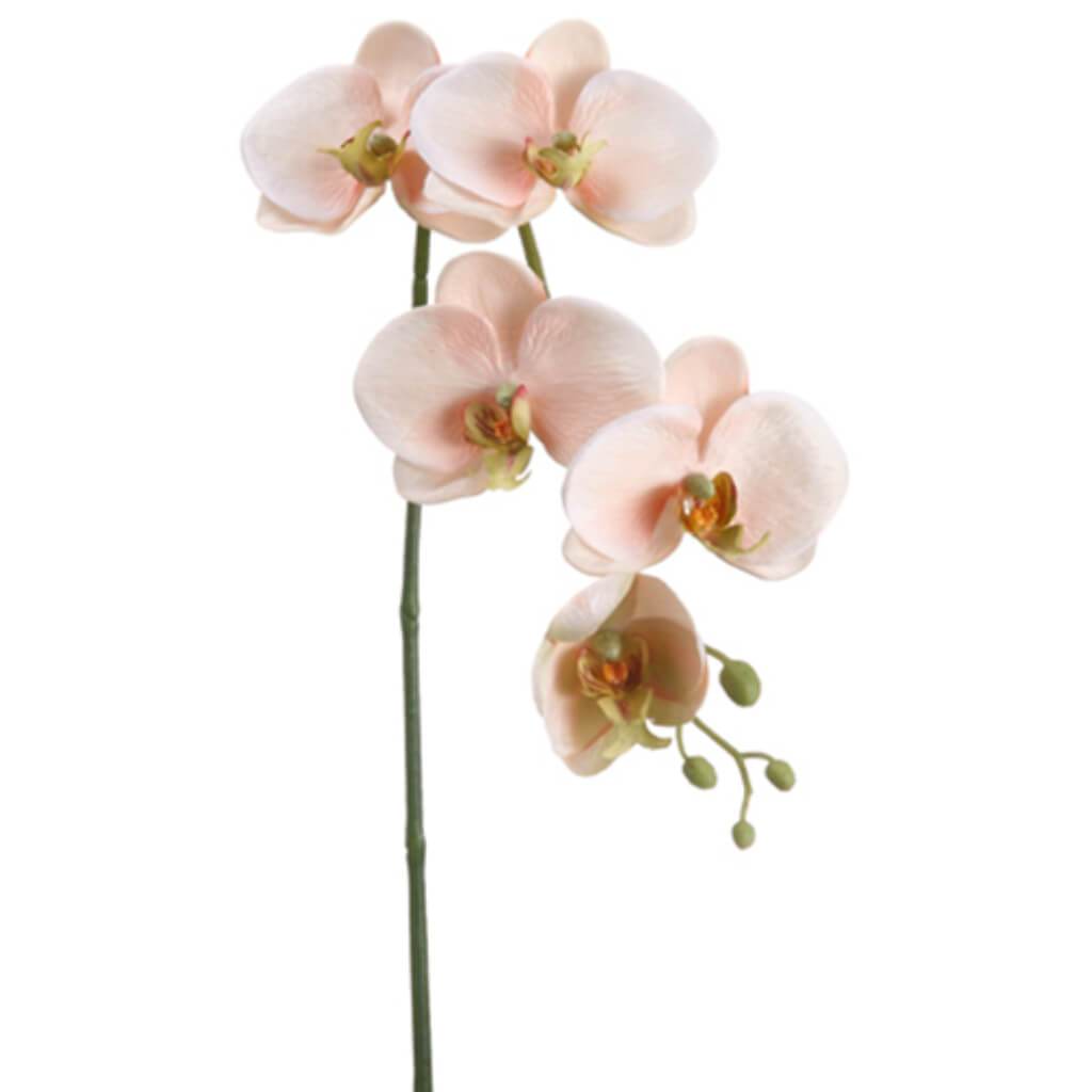 Phalaenopsis Orchid Spray 26in Peach Cream 