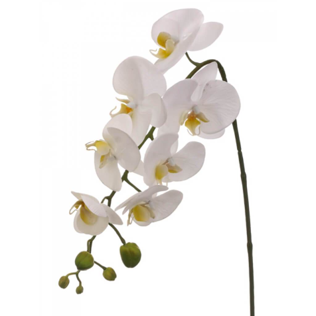 28.5&quot;PHALAENOPSIS SPRAY WH 