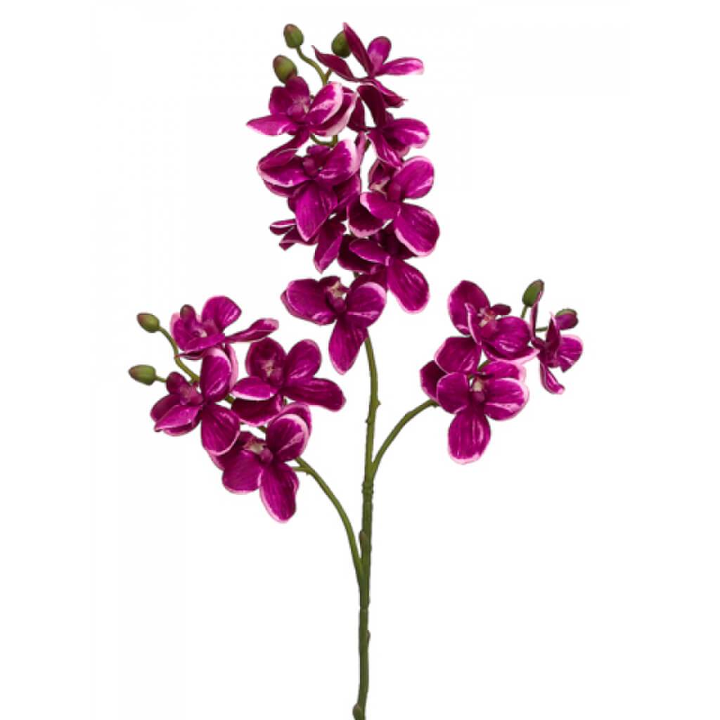 Phalaenopsis Spray 30&quot; Orchid 