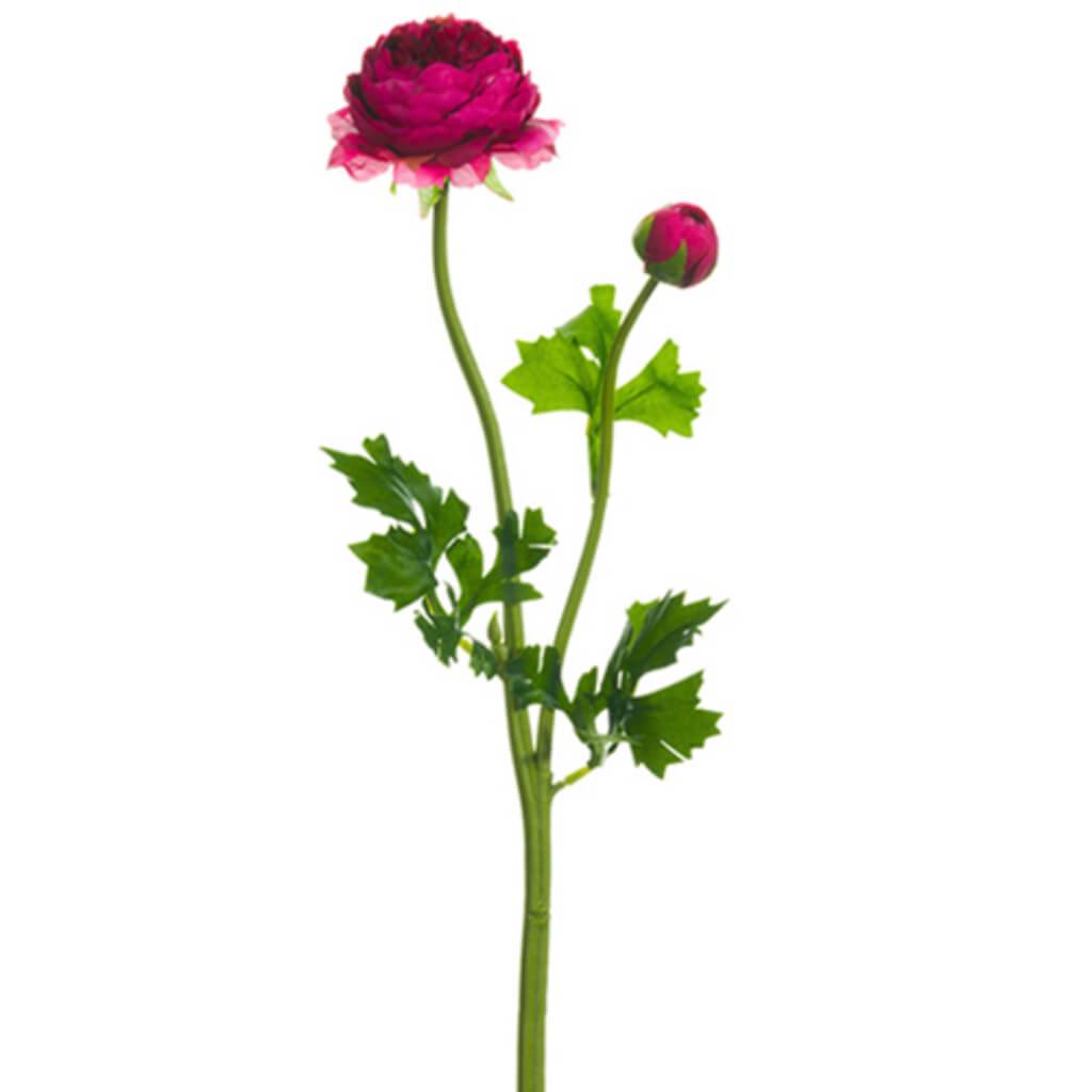 Ranunculus Spray Boysenberry 18.9&quot; 