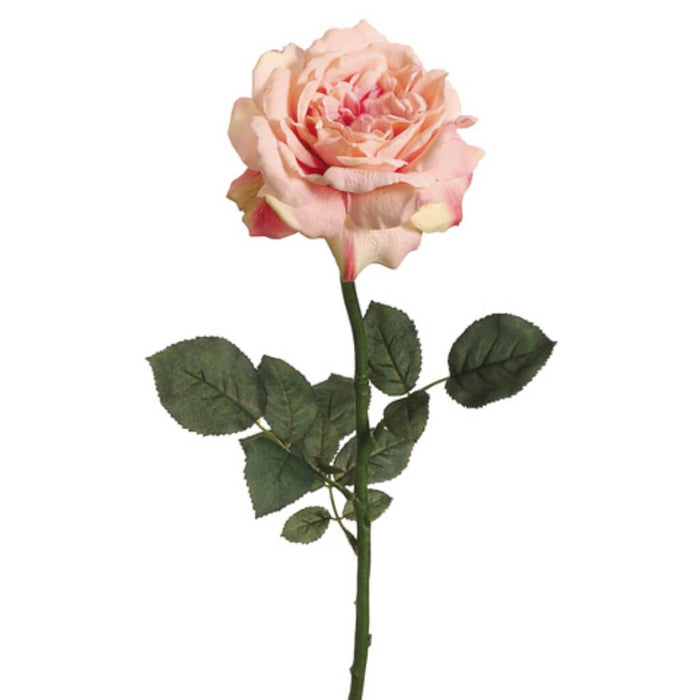 26"SINGLE SOPHIA ROSE SP.PK/SM 