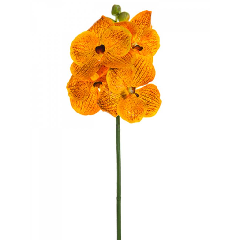 Vanda Spray 20in Ap/Orange 