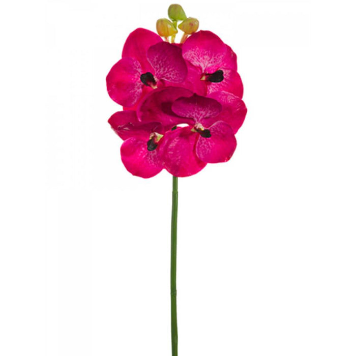 Vanda Spray 20" Bt/Ce 