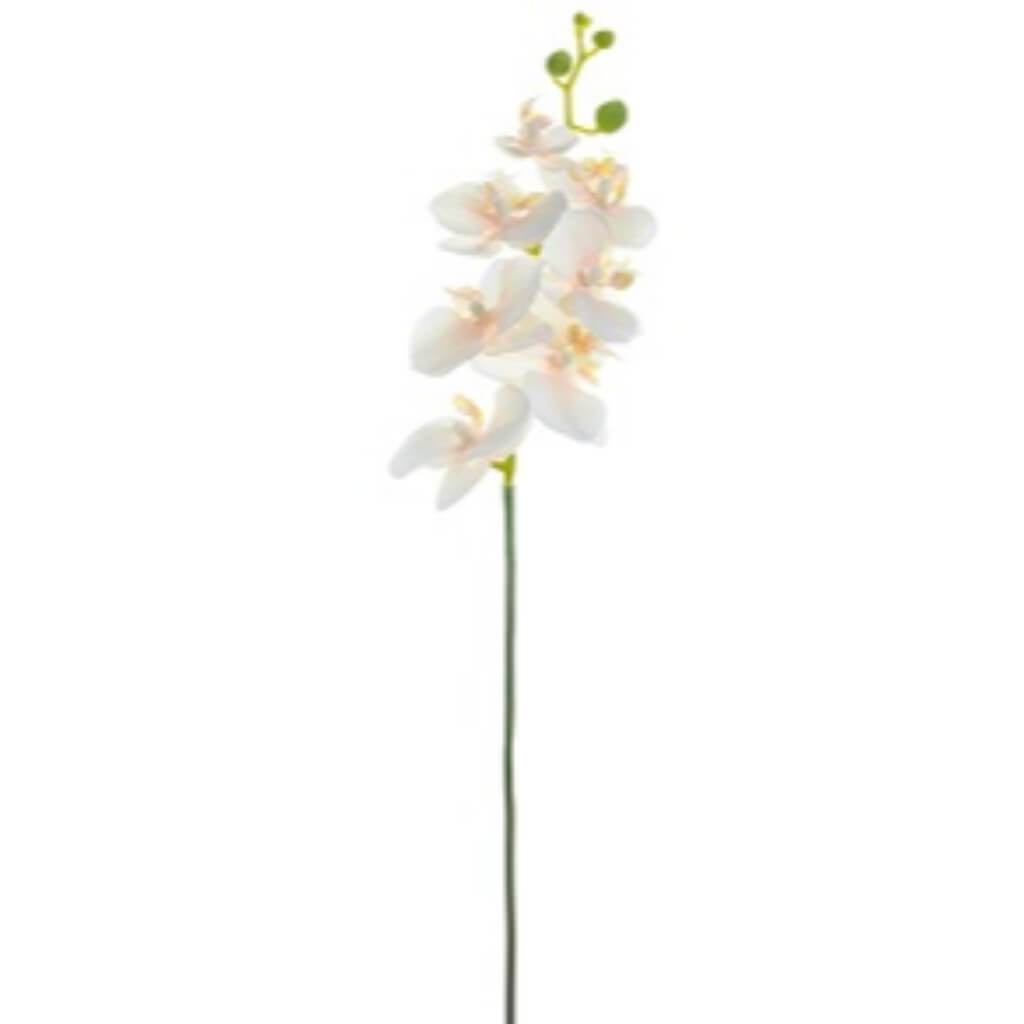 Phalaenopsis Spray 18in Cream 