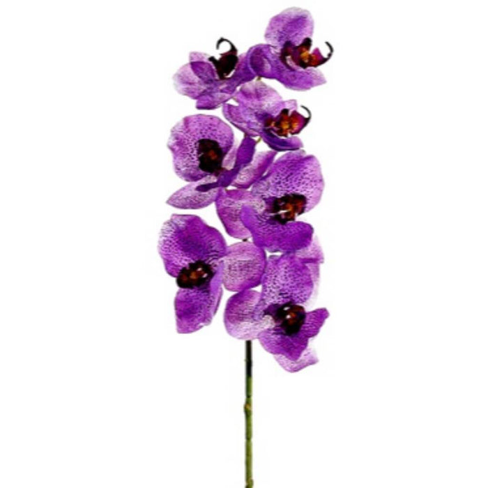 Phalaenopsis Spray 40" Oc/Ll 