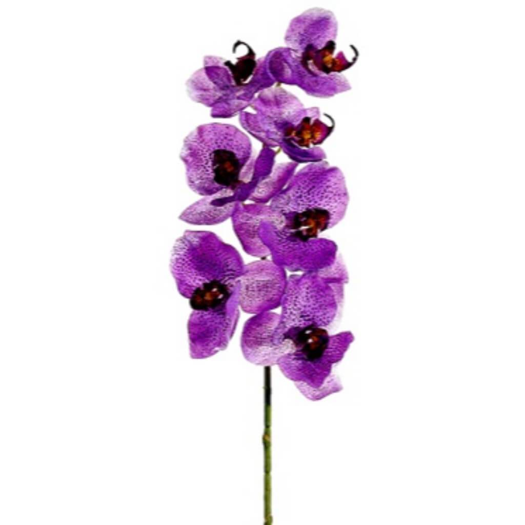 Phalaenopsis Spray 40" Oc/Ll 