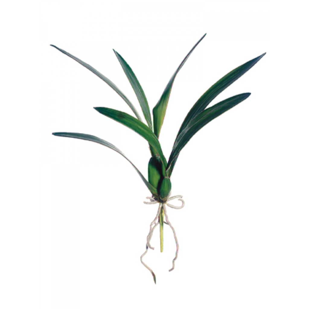 Dancing Orchid Leaf Plant 18&quot; Green 