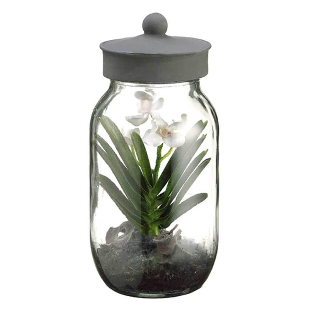 Mini Vanda Plant in Jar with Lid, 8in