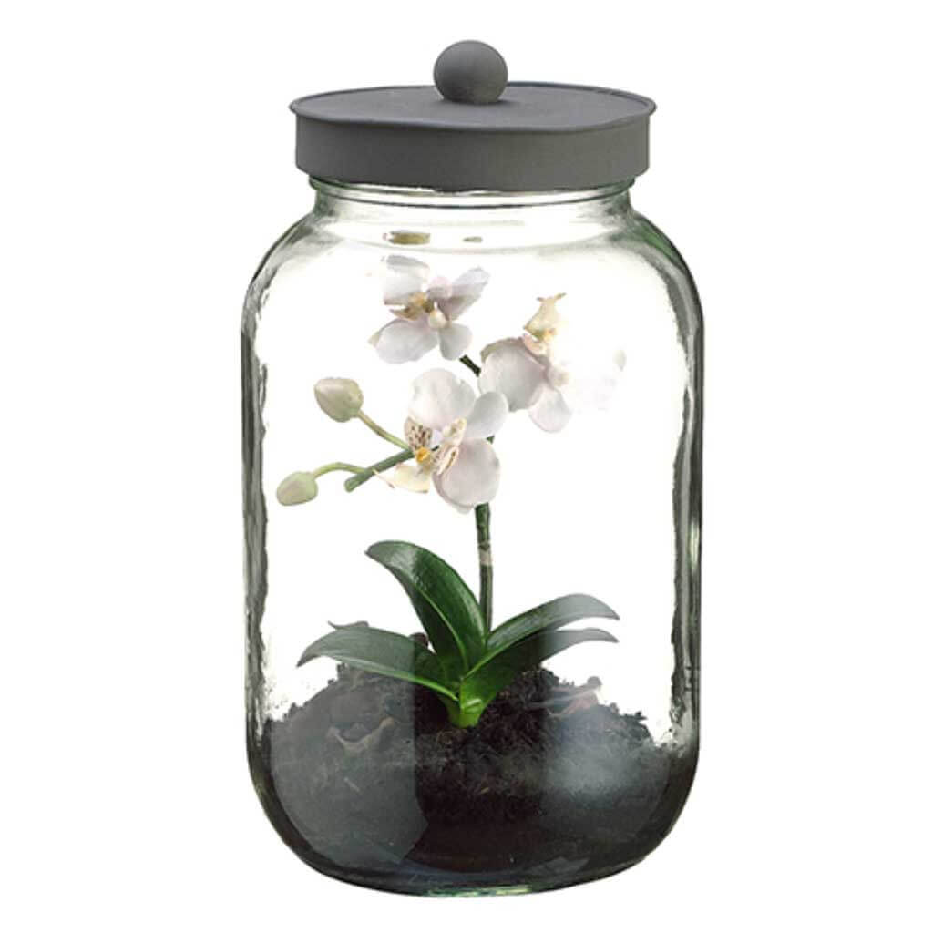 Mini Phalaenopsis in Jar with Lid, 11in