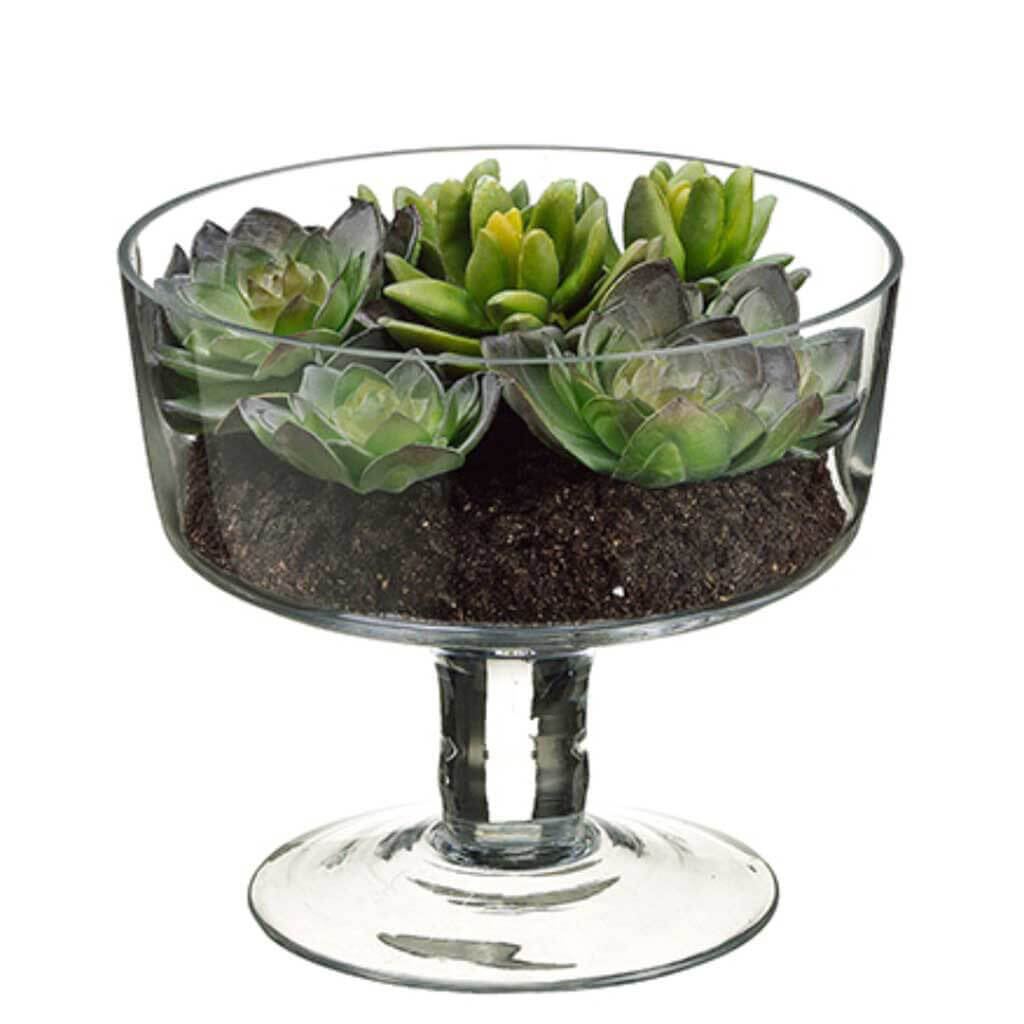 Succulent Garden in Glass Vase Green and Burgundy, 6.2in