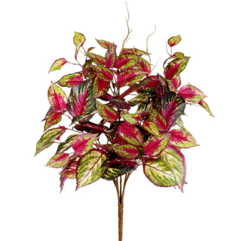 Coleus Bush 20in x5 Pink Green 