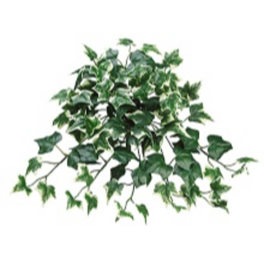 Ivy Hanging 22in Bush 108L Green White 