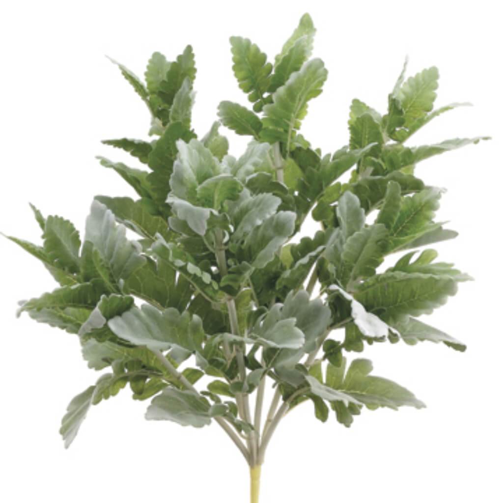 Dusty Miller Bush 16.5in Frosted Green 