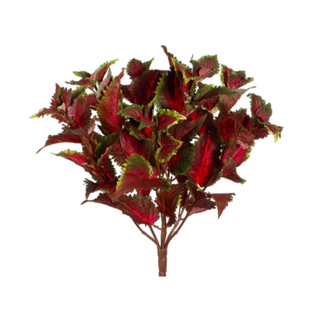 W.R. Coleus Bush 15in x7 Green Burgundy 