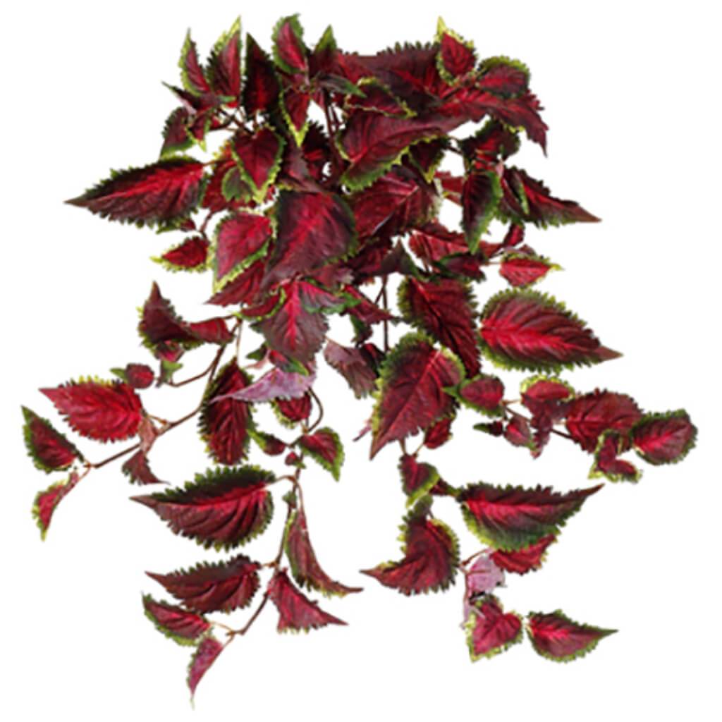 W.R. Coleus 19in Hg/Bu.x9 Green Burgundy 