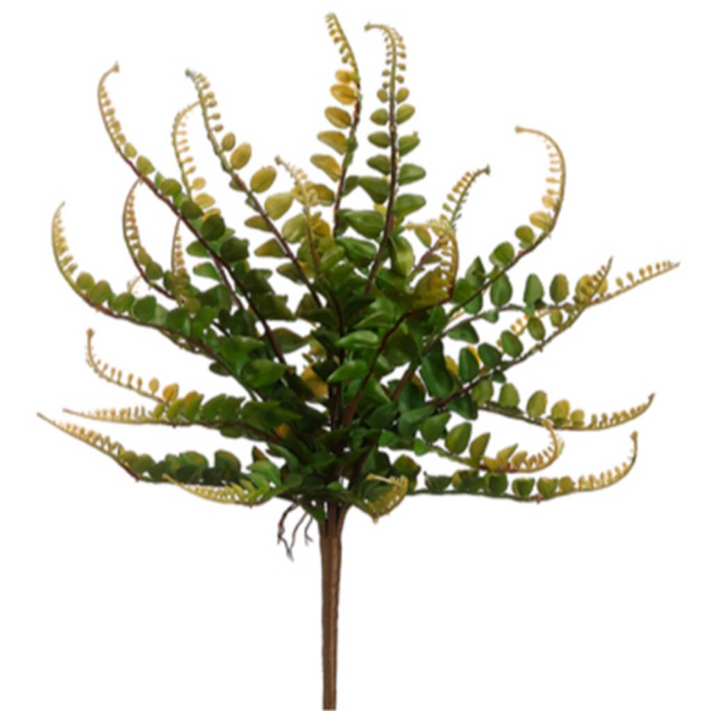 Button Fern Bush 16in Green 