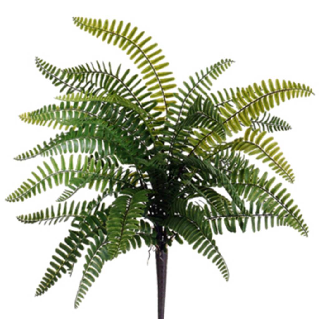 Boston Fern Bush 19in Green 