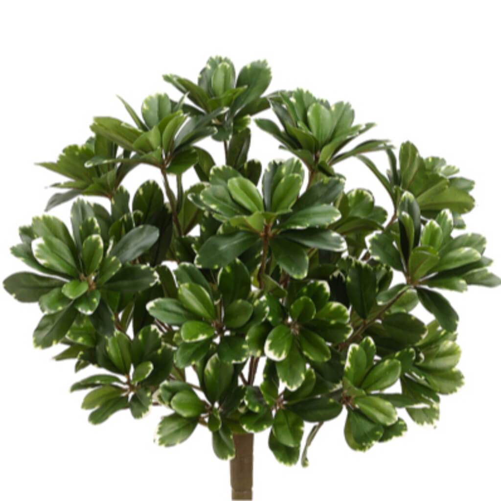 Pittosporum Bush 17" with 384 Leaves Variegated 