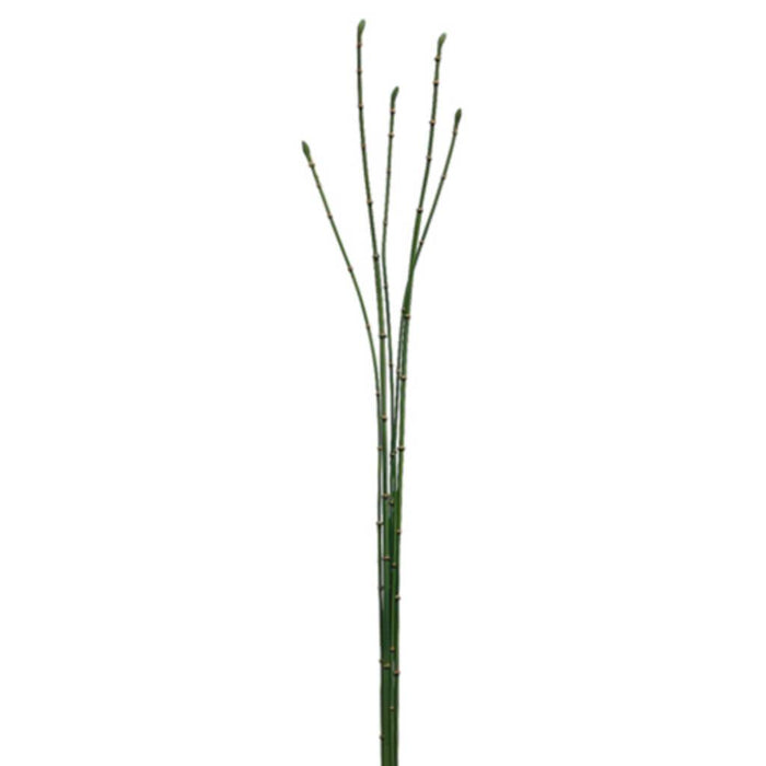 Bamboo Bundle 35.5" x5 Green 