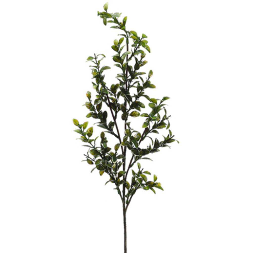 33in MINI PITTOSPORUM SPRAY VG 