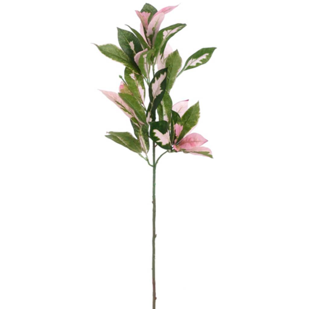 Japanese Acuba Spray 31" Green Pink 