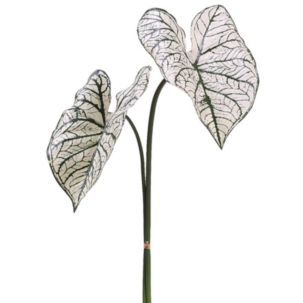 Caladium Leaf Spray 30in x2 Cream Green 