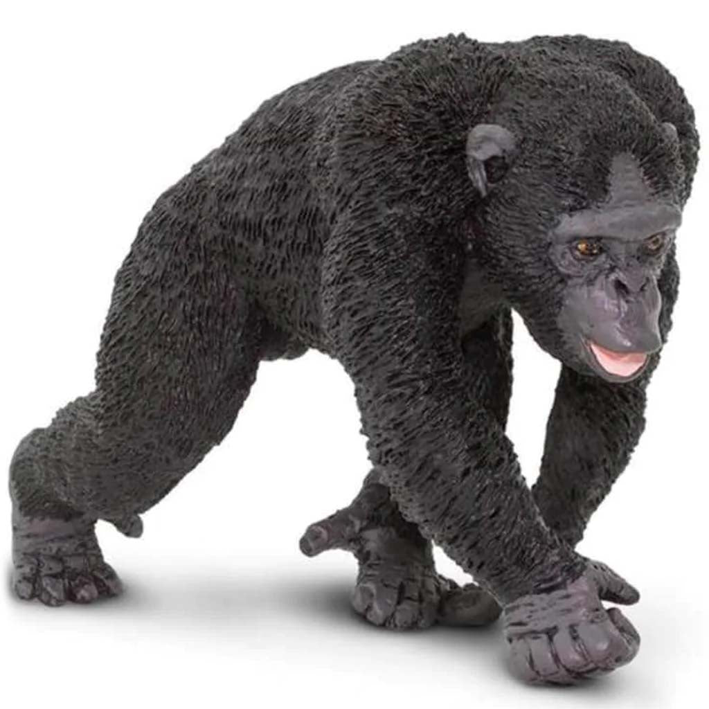 Chimpanzee 