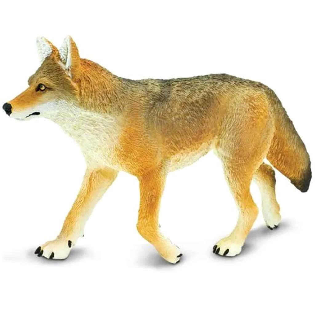 Coyote 