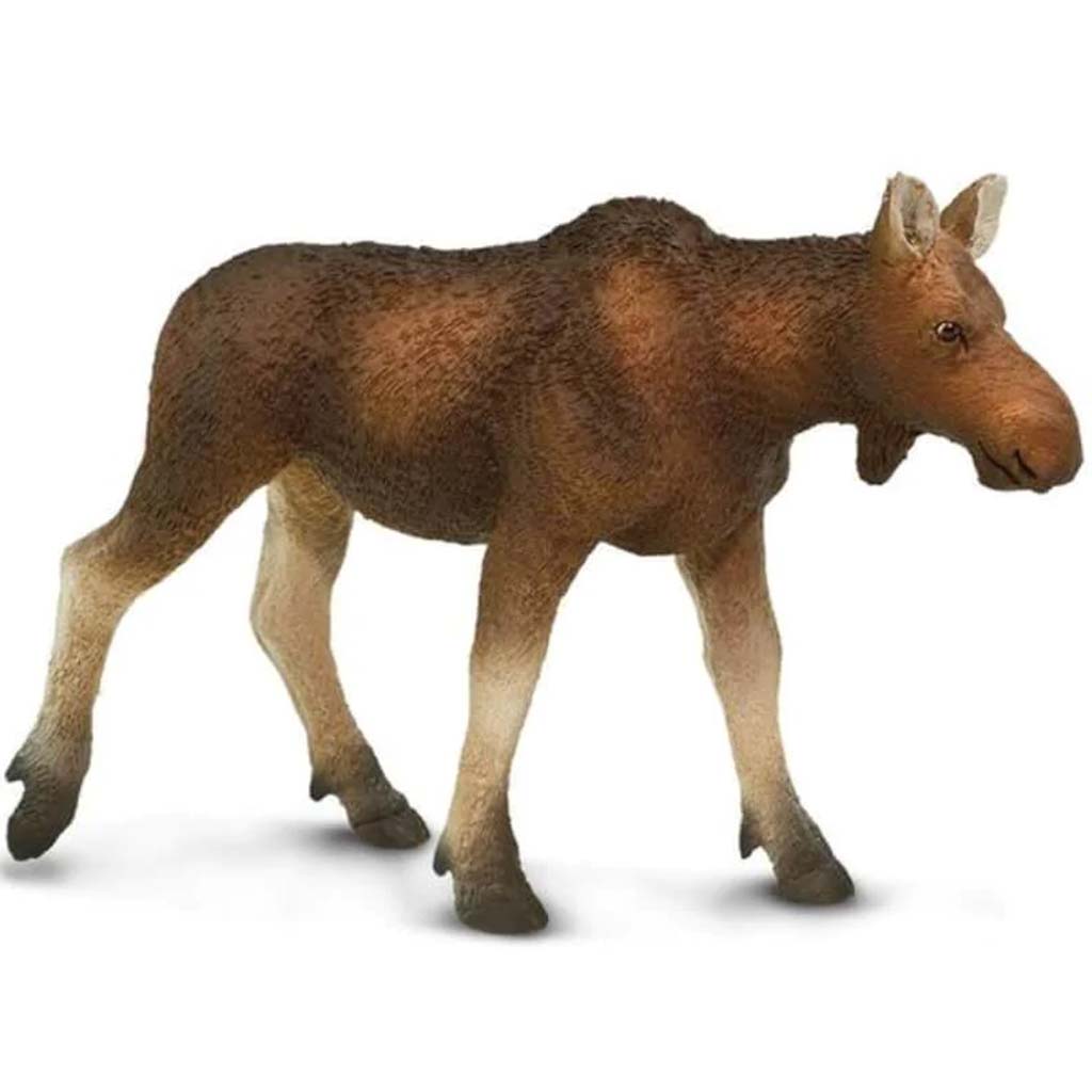 Cow Moose 