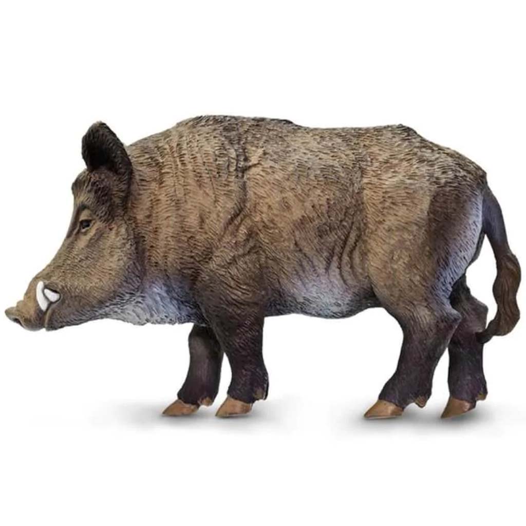 Boar 